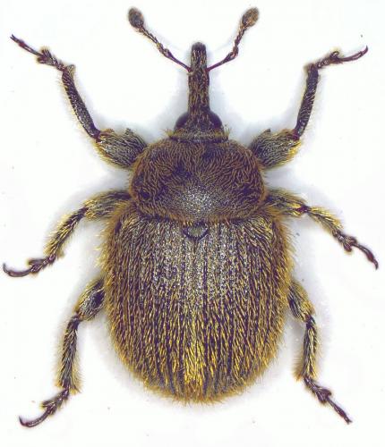 Rhinusa tetra
